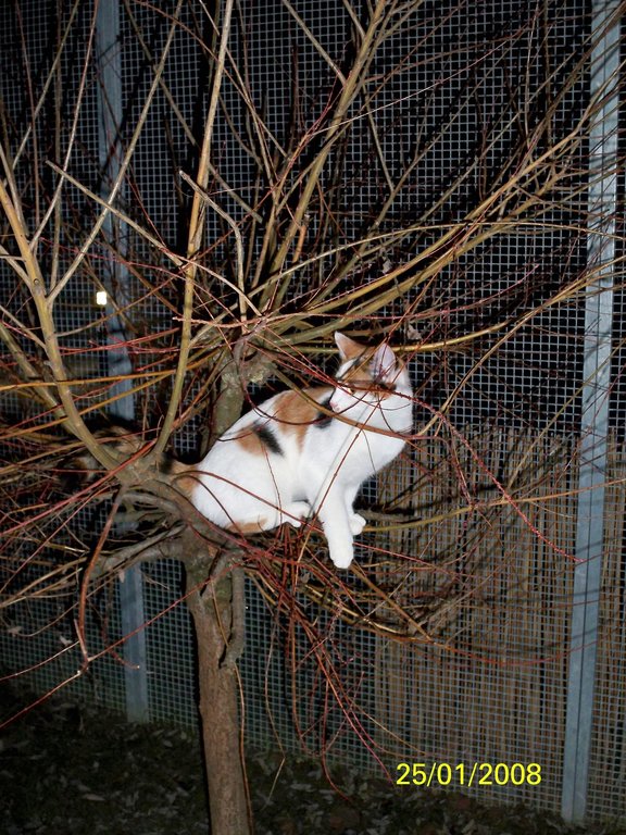 Katzenpension im Zürcher Weinland : Aussengehege,Katzenpension,Katzenheim,Katzenferien,Katzenhotel,Tierheim,Wyland,Ossingen,Winterthur,Frauenfeld,Schaffhausen,Stein am Rhein,Henggert,Neunforn,Wilen,Kanton,Zürich,Thurgau,Dachsen,Uhwiesen,Oerlingen,Andelfingen,Neftenbach,Flach,