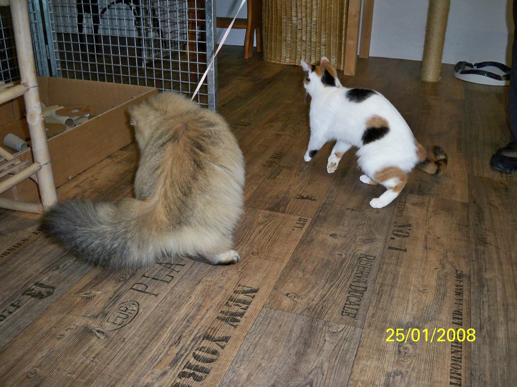 Katzenpension im Zürcher Weinland : Innenraum,Katzenpension,Katzenheim,Katzenferien,Katzenhotel,Tierheim,Wyland,Ossingen,Winterthur,Frauenfeld,Schaffhausen,Stein am Rhein,Henggert,Neunforn,Wilen,Kanton,Zürich,Thurgau,Dachsen,Uhwiesen,Oerlingen,Andelfingen,Neftenbach,Flach,